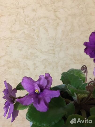 Фиалка в горшке