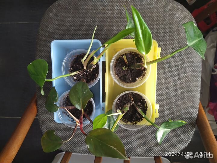 Филодендрон розовая белая принцесса