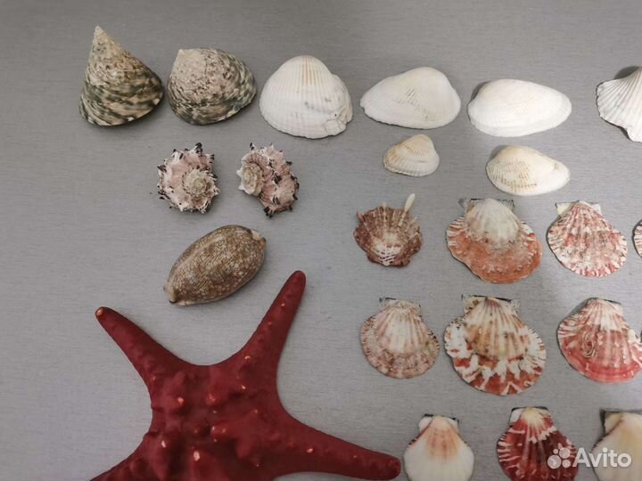 Набор ракушек