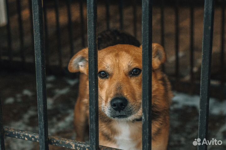 Собака, мальчик