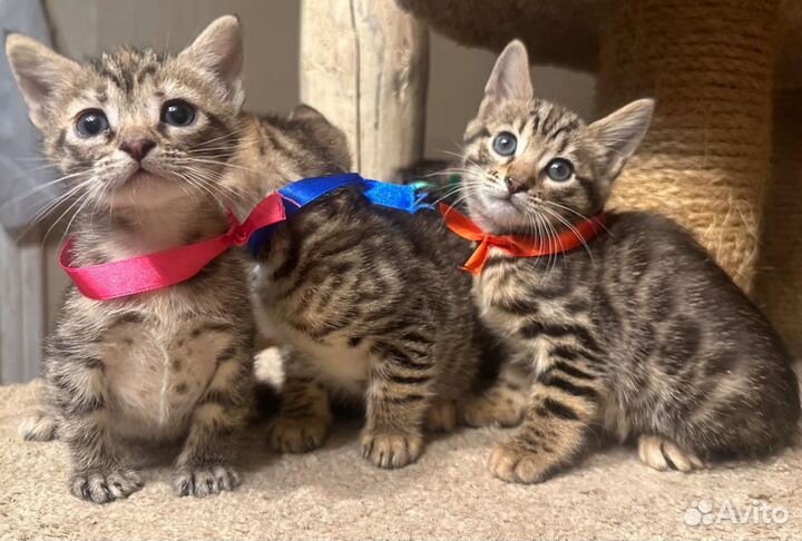 Бенгальские котята