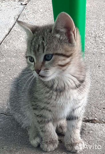 Милые котята ищут своих хозяев