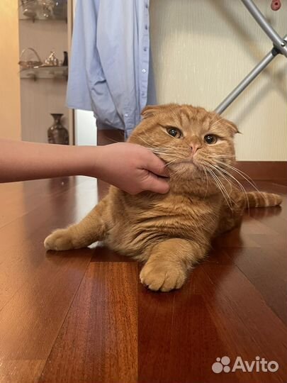 Шотландский кот приглашает на вязку