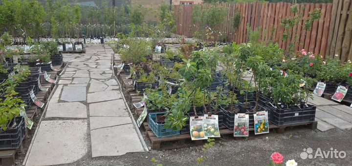Саженцы с плодопитомника