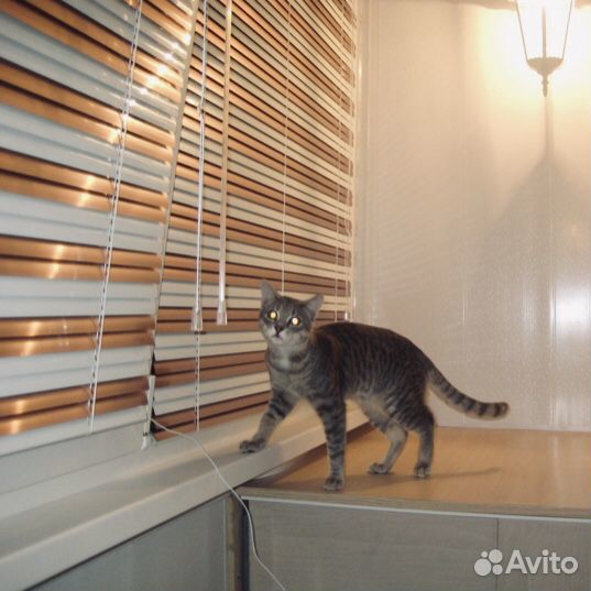 Жалюзи для лоджии