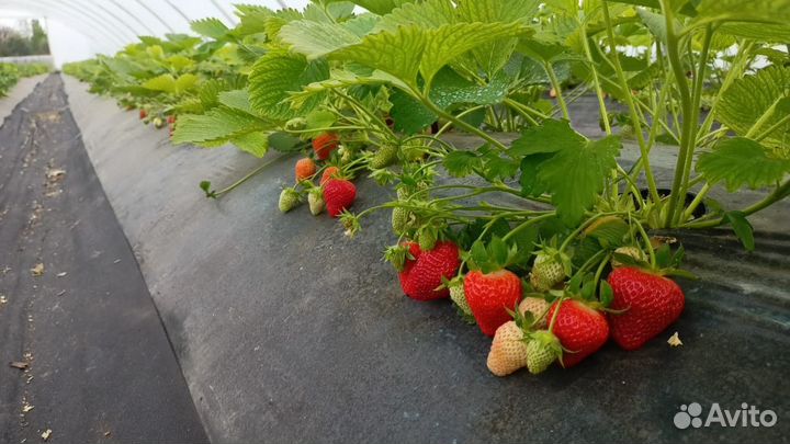 Рассада клубники Фриго; Кантус, Ания,Фурор,Мальга
