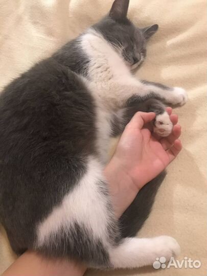 Кошечка бесплатно