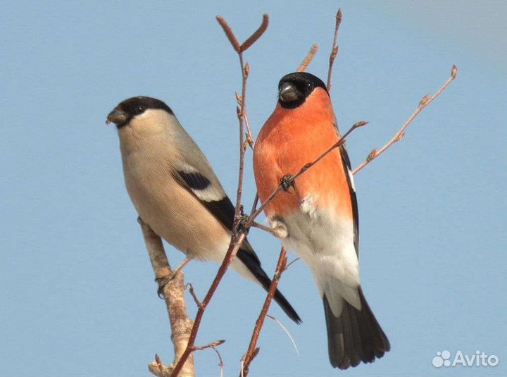 Певчие птицы репелов
