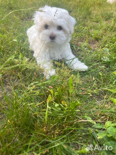 Мальтийская болонка девочка