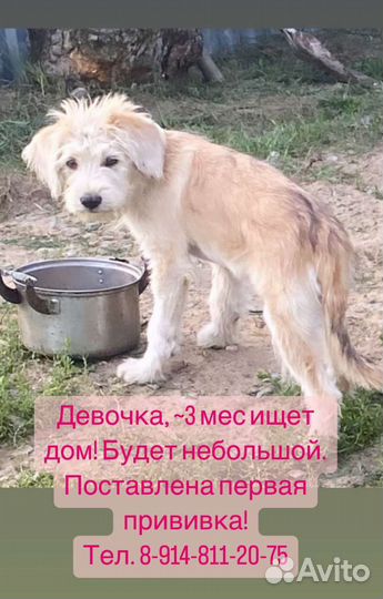 Собака щенок в добрые руки бесплатно в дар