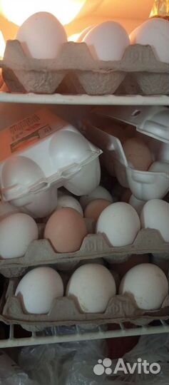 Домашние куриные яйца, утиные