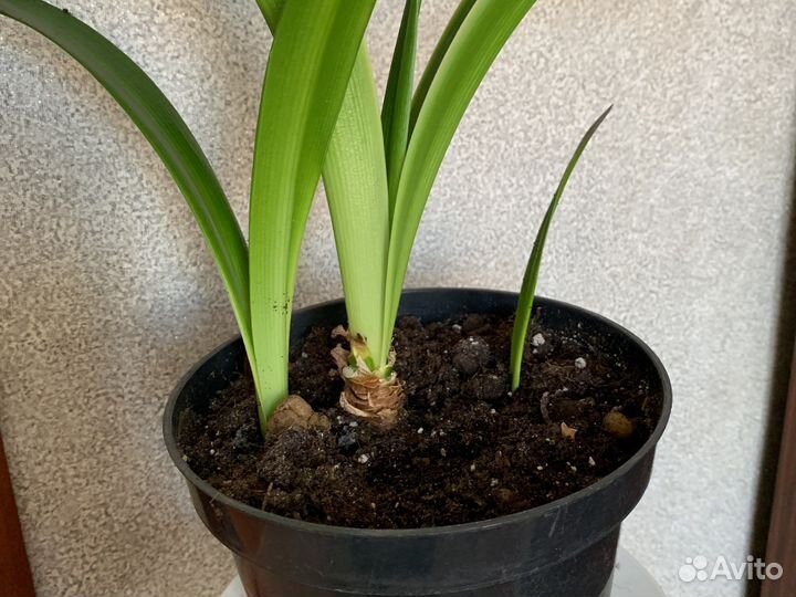 Гиппеаструм