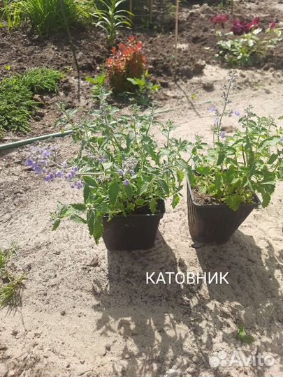 Цветы Многолетние, Садовые и Хвойные (Листвиница)