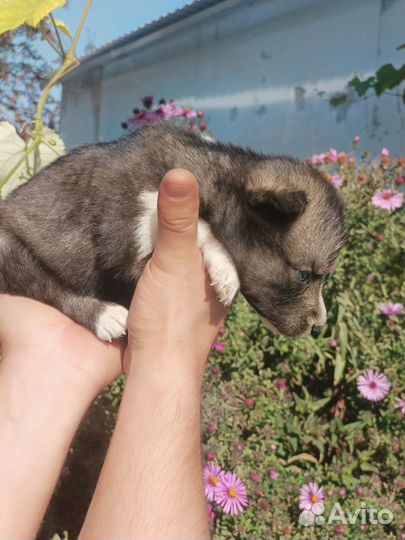 Сибирский хаски