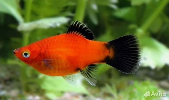 Рыбки набором