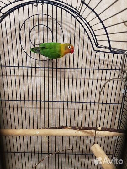 Неразлучники Фишер пара