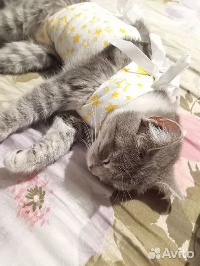 Кошка