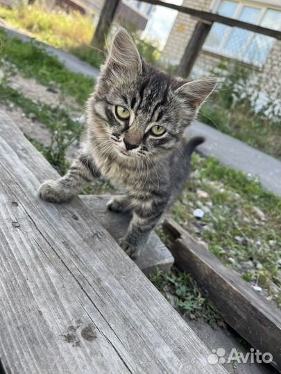 Кошка котята