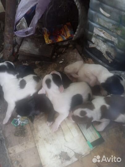 Щенки спаниеля