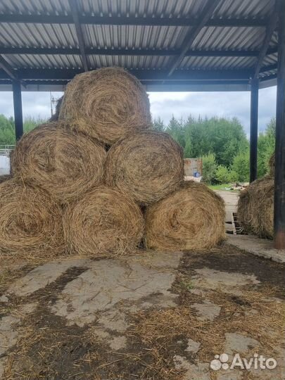 Продам сено в рулонах