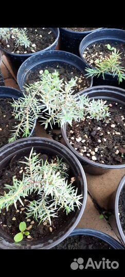 Можевельник Хорстманн