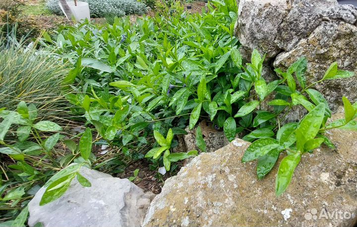 Барвинок малый вечнозелёный