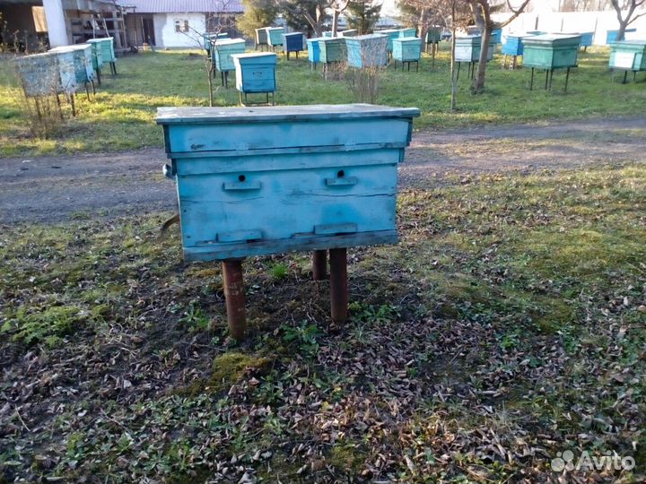 Пчелосемьи