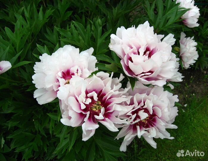 Пион Кора Луиза (Paeonia Itoh Cora Louise), корень
