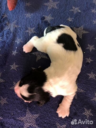 Русский охотничий спаниель щенки