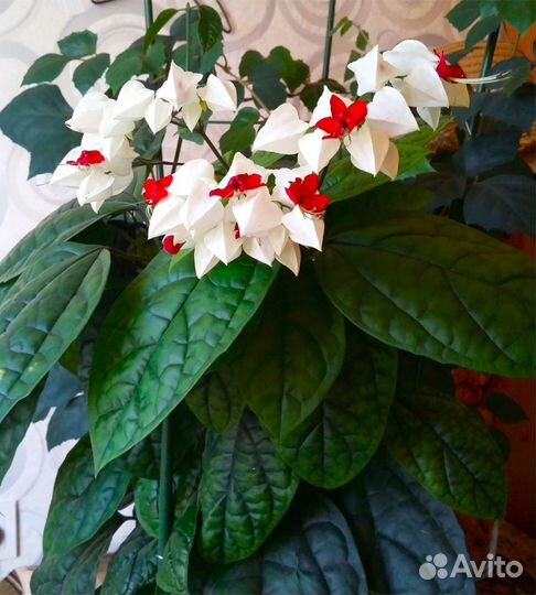 Укорененные черенки Клеродендрум Томпсона