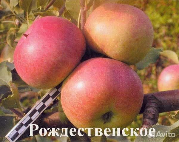 Рождественская яблоня