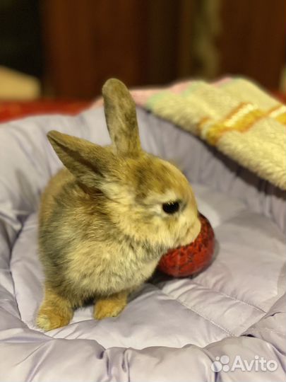 Кролик карликовый