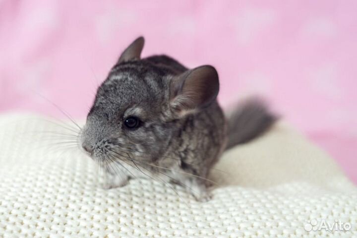 Шиншилла с клеткой
