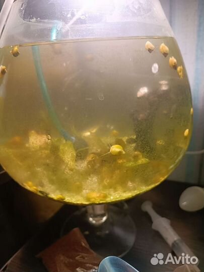 Продам Теодоксусов, Неретин улиток, малюсков