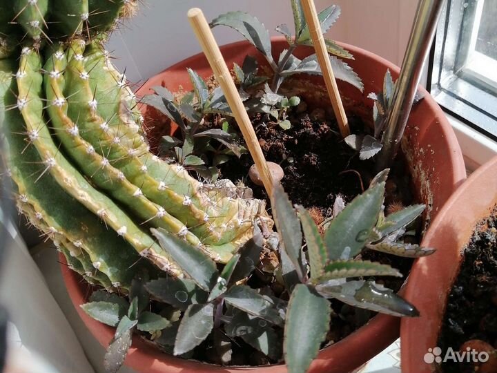 Каланхоэ лечебное