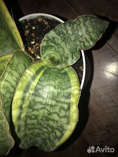 Мафинга ES849 var