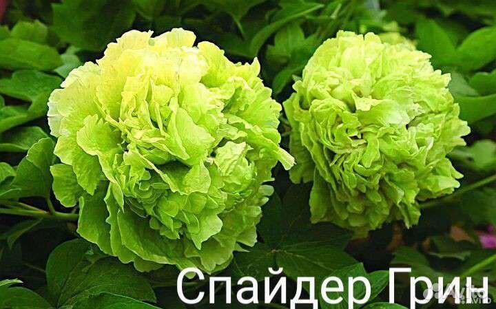 Саженцы