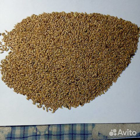 Канареечное семя