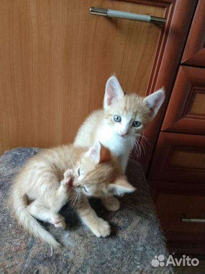 Котята В добрые руки бесплатно