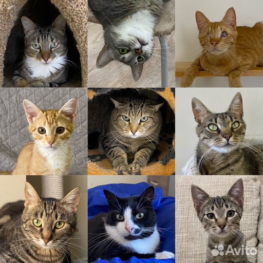 Кошки из приюта ждут своих людей