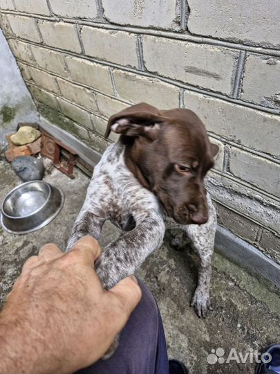 Щенок курцхаара