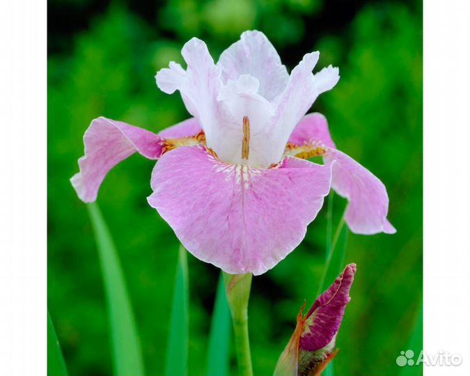 Ирис сибирский Dance Ballerina Dance