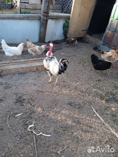 Продаю годовалых голошеих петушков