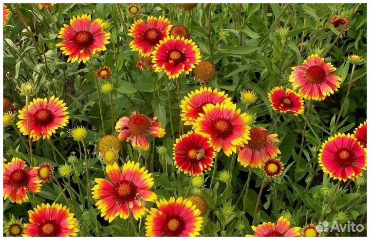 Рассада цветов, огурцов, капусты и др