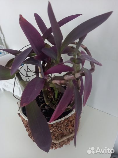 Традескация фиолетовая