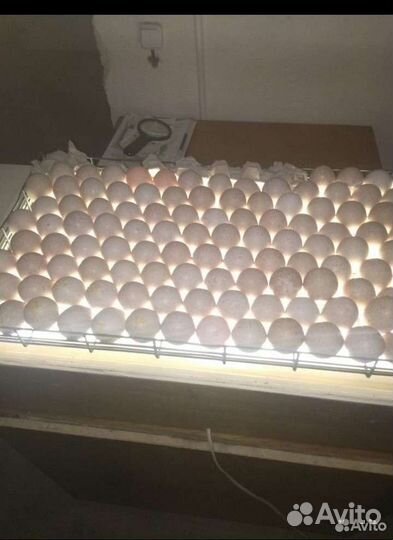 Индюшата суточные