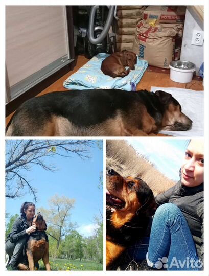 Передержка домашних животных как дома