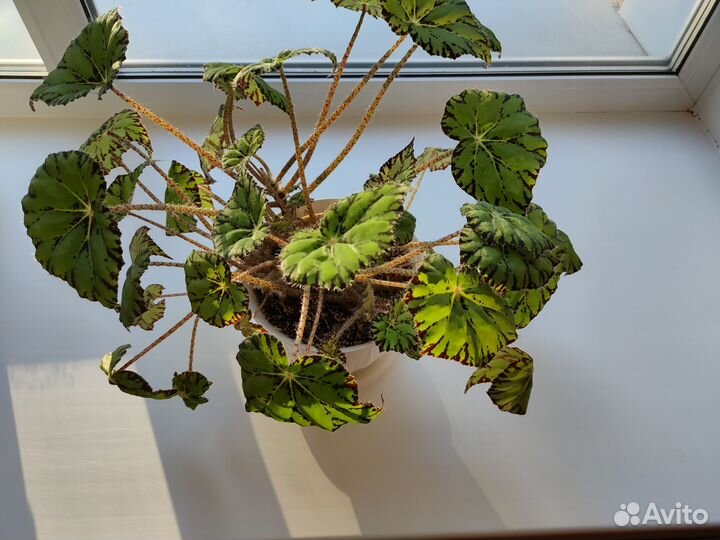 Продам бегонию