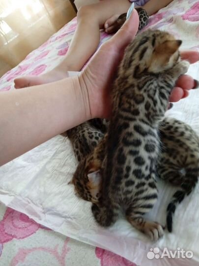 Бенгальские котята