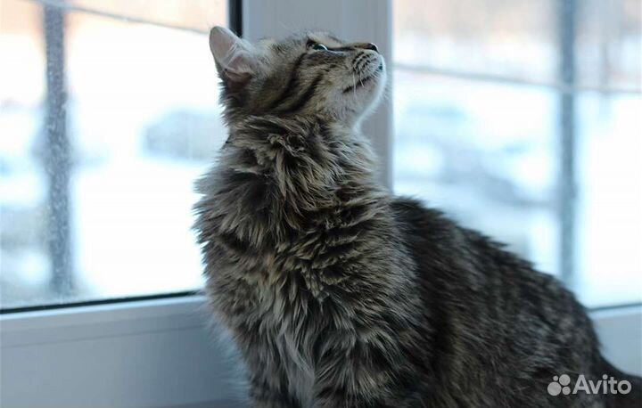 Молодая кошечка Пушка, 11 месяцев